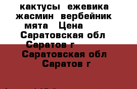 кактусы, ежевика, жасмин, вербейник, мята › Цена ­ 70 - Саратовская обл., Саратов г.  »    . Саратовская обл.,Саратов г.